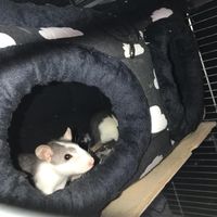 _my_crazy_life_is_good_