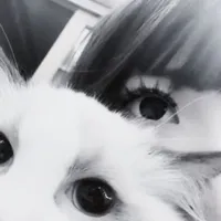 Gracias por usar el audi