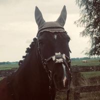 hhorsesland