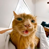 obithecatnobi