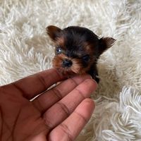 tinypawpupsllc