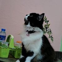 suara asli - Erda Canser