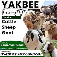 yakbeefarms