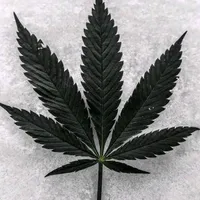 original sound - miguelherrera2670