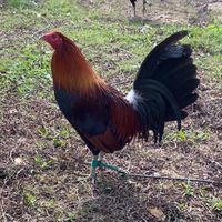 .gamefarm12