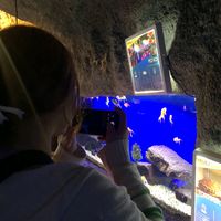 lvsdefsoul
