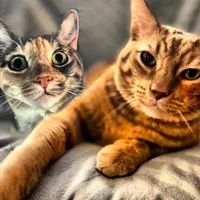 original sound - thesagecats