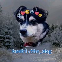 bambi.the_dog