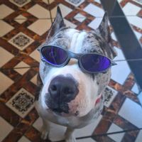 rayka.americanbullydog