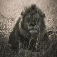 الصوت الأصلي