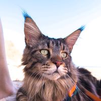 acatnamedpeak