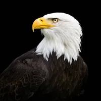 original sound - campos_edit