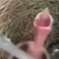 оригинальный звук