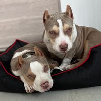 theamericanbully.bros