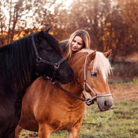 A lovak illata. Kertipony