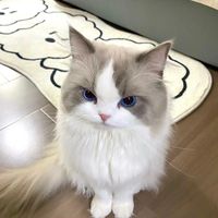 catsthatlovetoshare