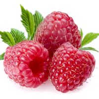 ooframboise00