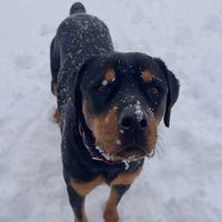 zarathepawyerrottie