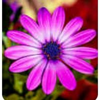 tere_criollo