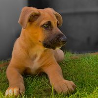red_thepup