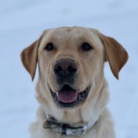 amazingsnowlab