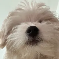 original sound - tinydogtheo