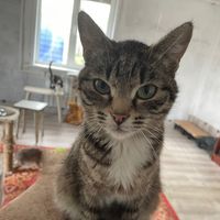 catscutelove0