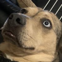 bacon_on_roblox