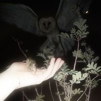 QQAZ_BOOTLEGG SLOWED ILYHIRYU 77YOLAN