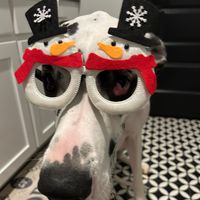 piper.adventure