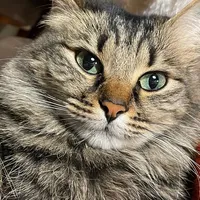 original sound - jolandalabella