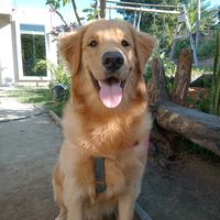 dog_thor0.1