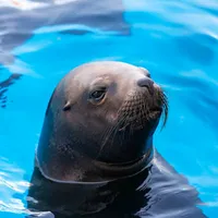 original sound - seal_sealion