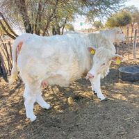 filefarming