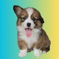 rigatoni_corgi