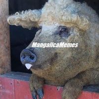 mangalicamemes