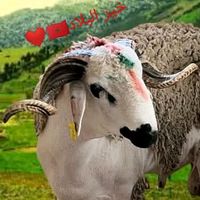 redwanbenchahba
