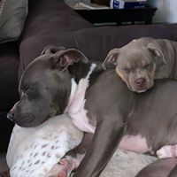 chunk_a_monk_kennels