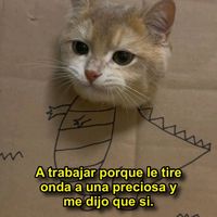 osopeloso158