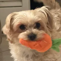 F my fing chungus life