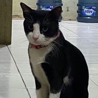 suara asli - muhammad_ichza