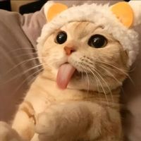 wowcats7
