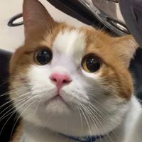 garfield_kurobuta