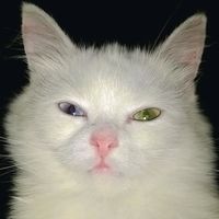_susantan_