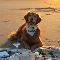 oakleythegoldenpuppy