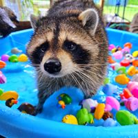 crazyraccoons0