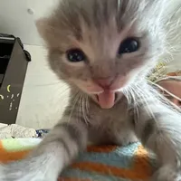 original sound - edited.by.kitty