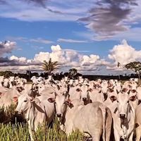 mafia_da_agropecuaria