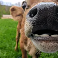 original sound - offtheplatesanctuary