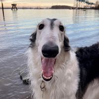 saxafraxborzoi